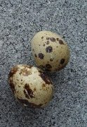 Putpelės kiaušiniai